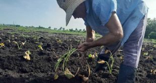 taguasco, fabrica de cemento siguaney, produccion de alimentos, autoconsumo