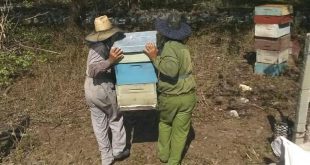 sancti spiritus, miel, miel de abelja