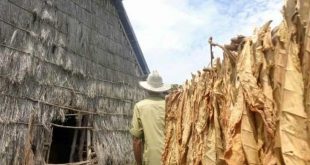 sancti spiritus, tabaco, campaña tabacalera