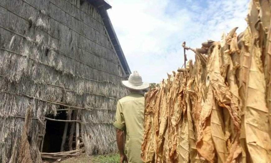 sancti spiritus, tabaco, campaña tabacalera