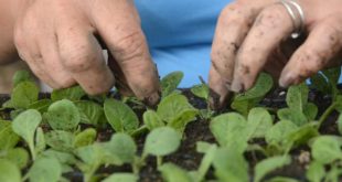 sancti spiritus, agricultura, empleo, migracion