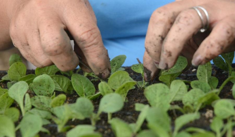 sancti spiritus, agricultura, empleo, migracion