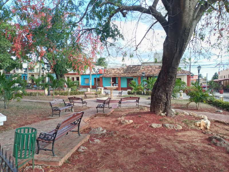 El Framboyán rojo es una de las nuevas especies introducidas en la Plaza Santa Ana y que aporta mucho colorido.