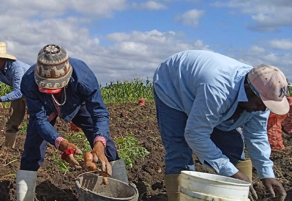 La cosecha debe extenderse hasta mediados de marzo. 