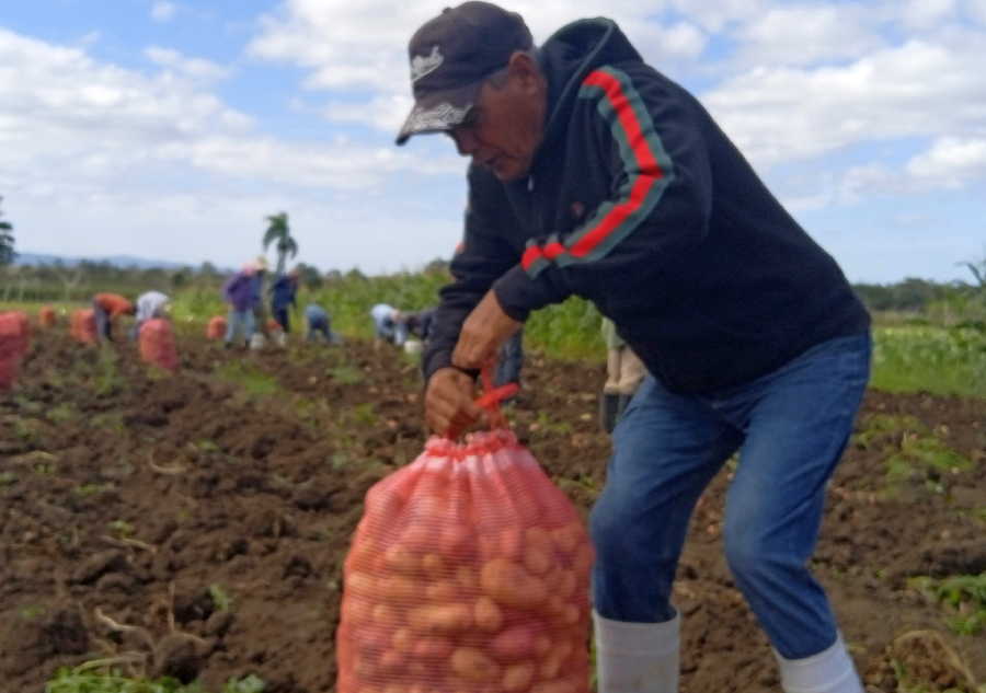 Todos los municipios espirituanos están incorporados al programa de la papa agroecológica.