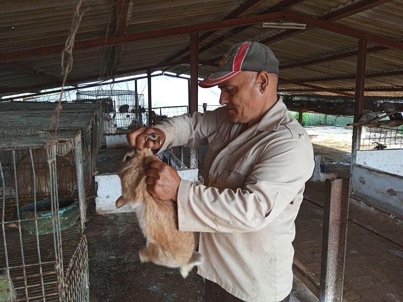 “La alimentación de los conejos se garantiza a partir de dos o tres tipos de forrajes”, refiere Evaristo Pérez Laurencio, al frente de la cunicultura. 