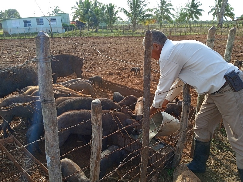 “Actualmente cuentan con 66 animales”, destaca Jorge Luis Lorenzo, criador porcino.