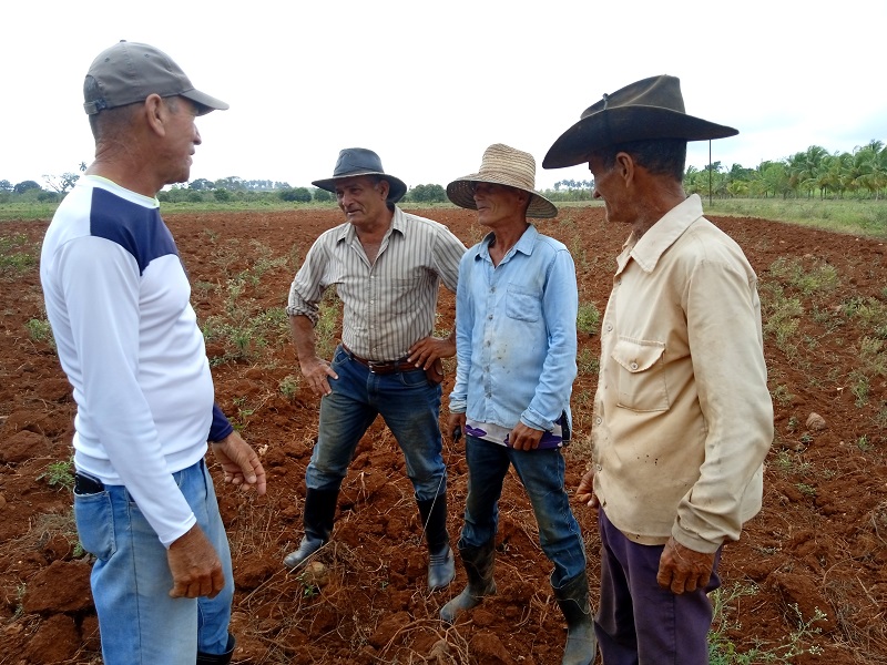 “Aquí se siembra yuca, boniato, maíz y sorgo para alimento animal”, apunta Julio Galañena Téllez (al centro de la foto), jefe del Colectivo Laboral Soler.