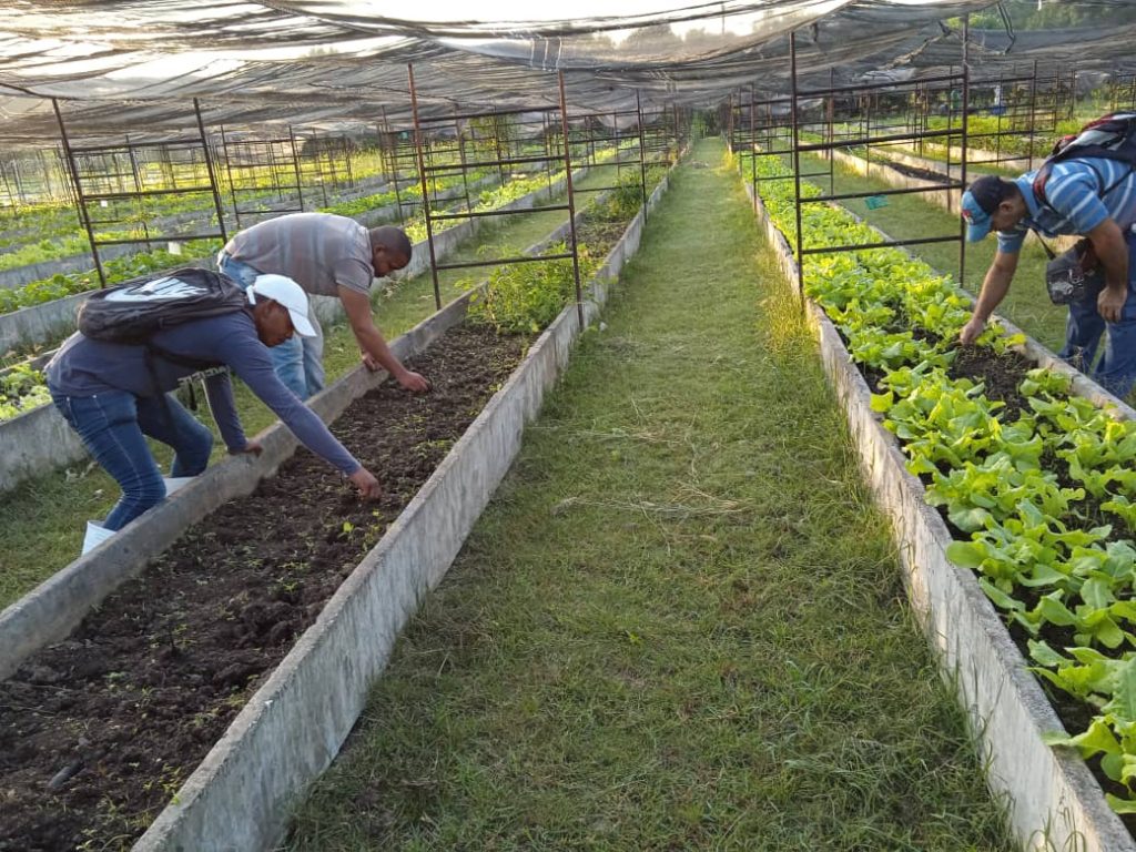 A la producción de alimentos se dedican las movilizaciones de los trabajadores trinitarios.